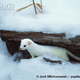 Illustration for article titled Monday Mustelid - Mustela frenata Edition